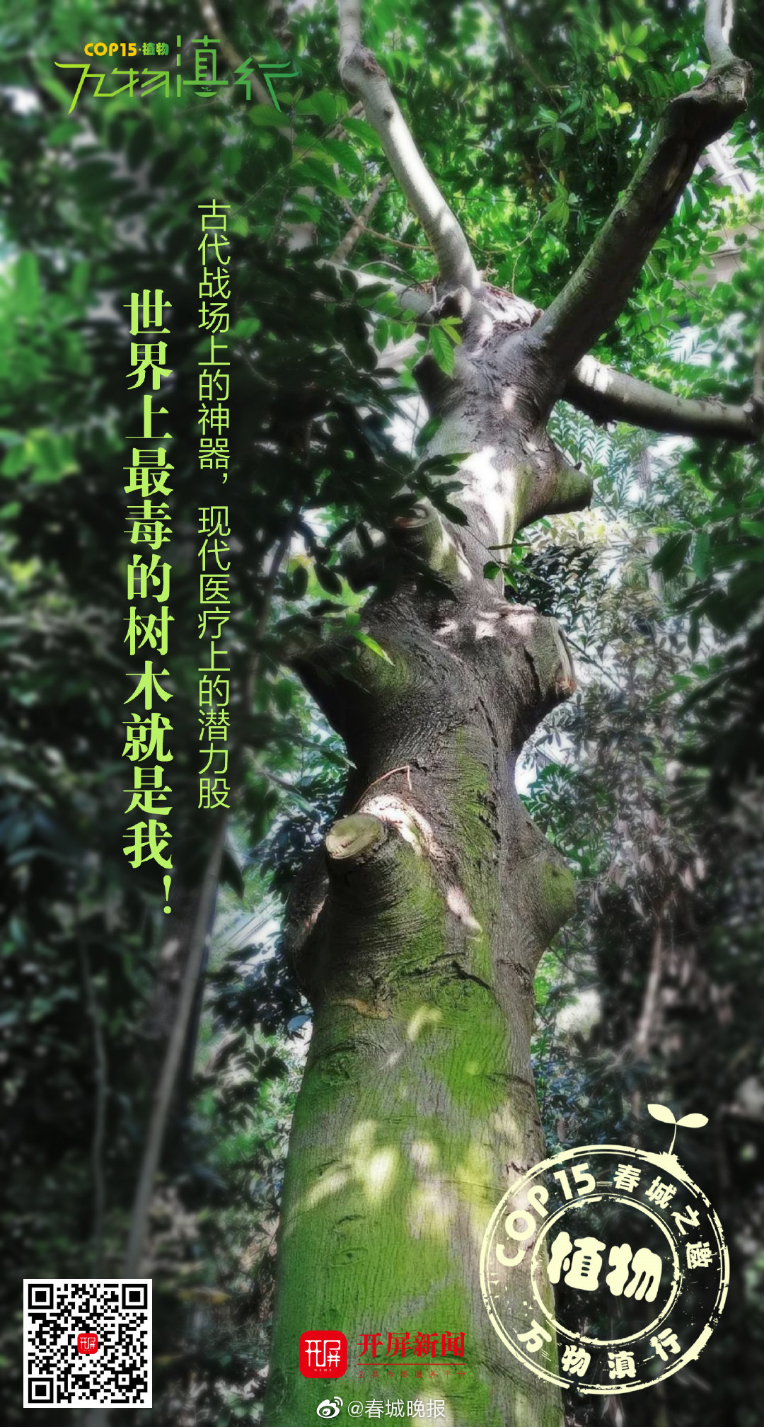 古代战场上的神器，现代医疗上的潜力股，世界上最毒的树木就是我！