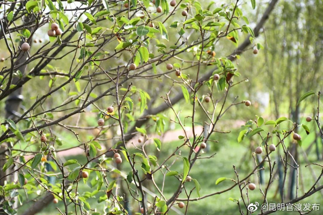 “昆明官渡发布”微博