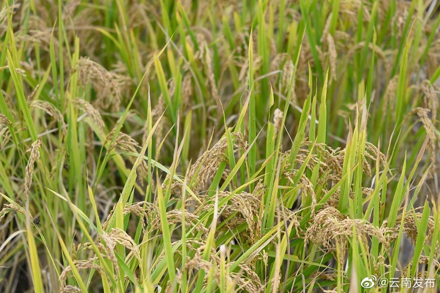 “云南发布”微博