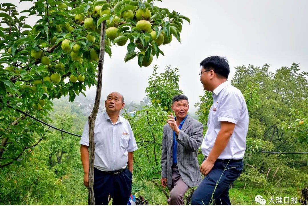 大理日报(微信)