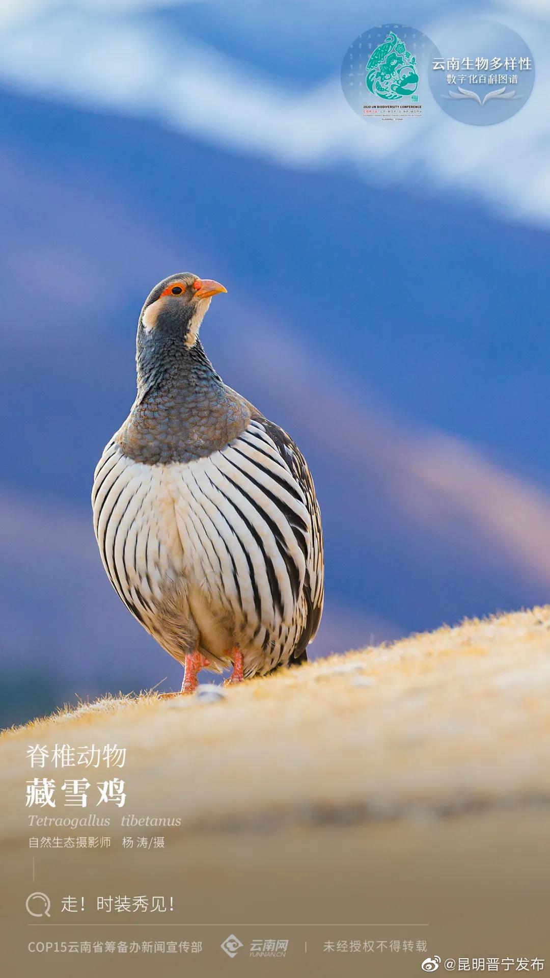 云南生物多样性数字化百科图谱