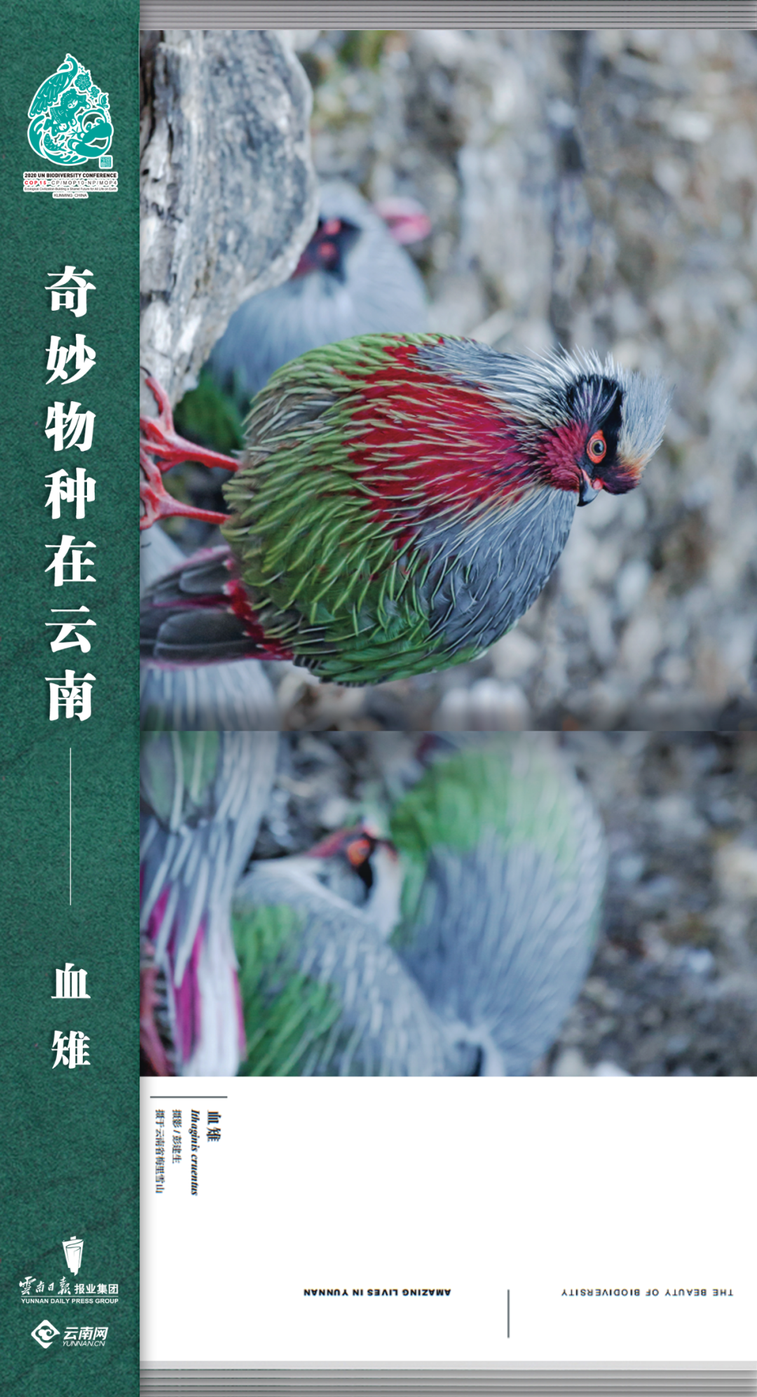 云南法制报(微信)