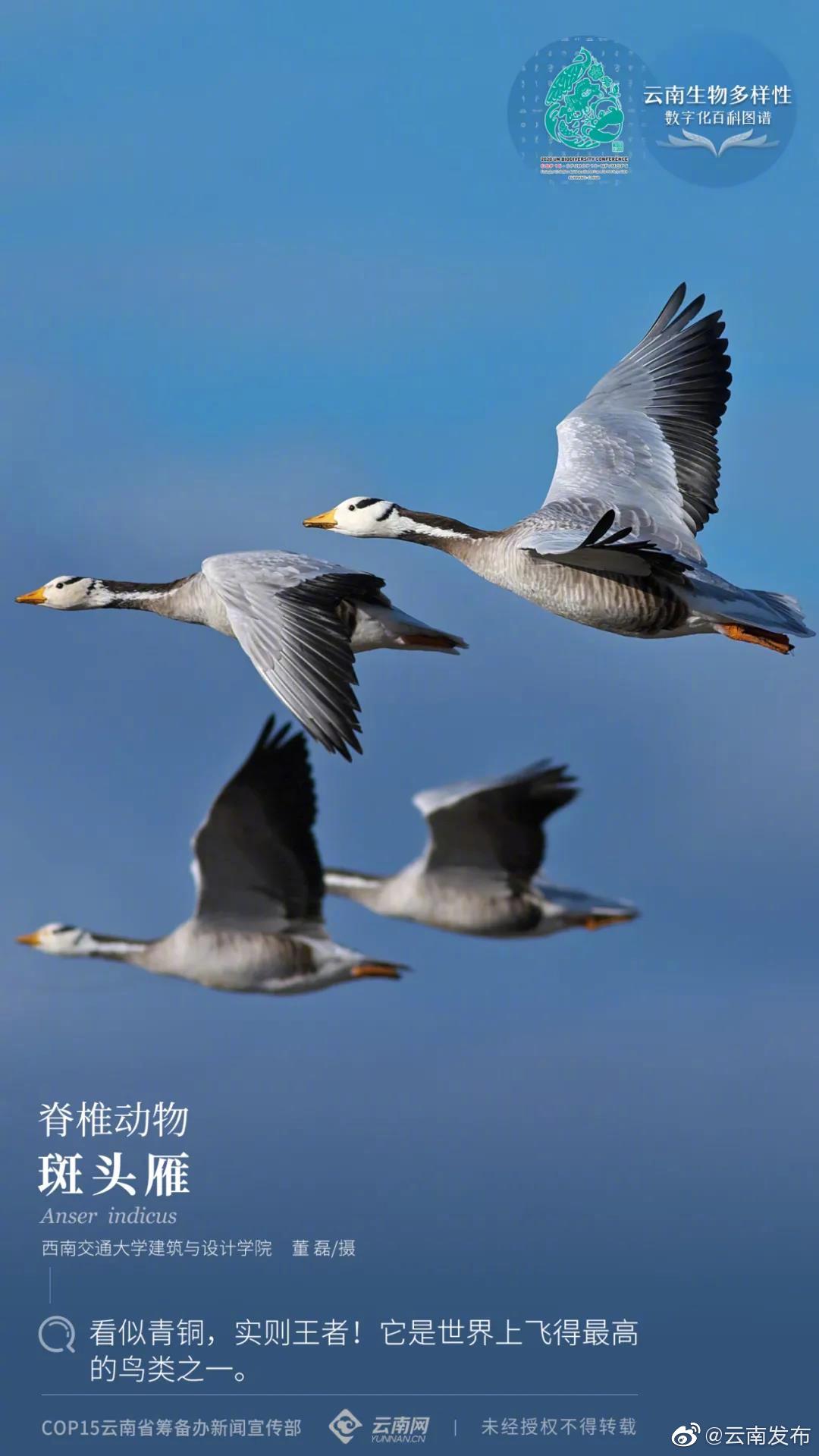 云南生物多样性数字化百科图谱 | 斑头雁：看似青铜，实则王者！它是世界上飞得最高的鸟类之一