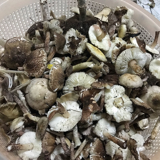 云南疾控(微信)