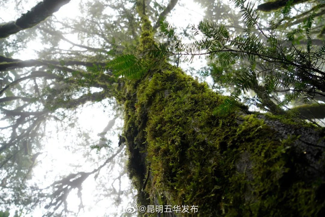 “昆明五华发布”微博