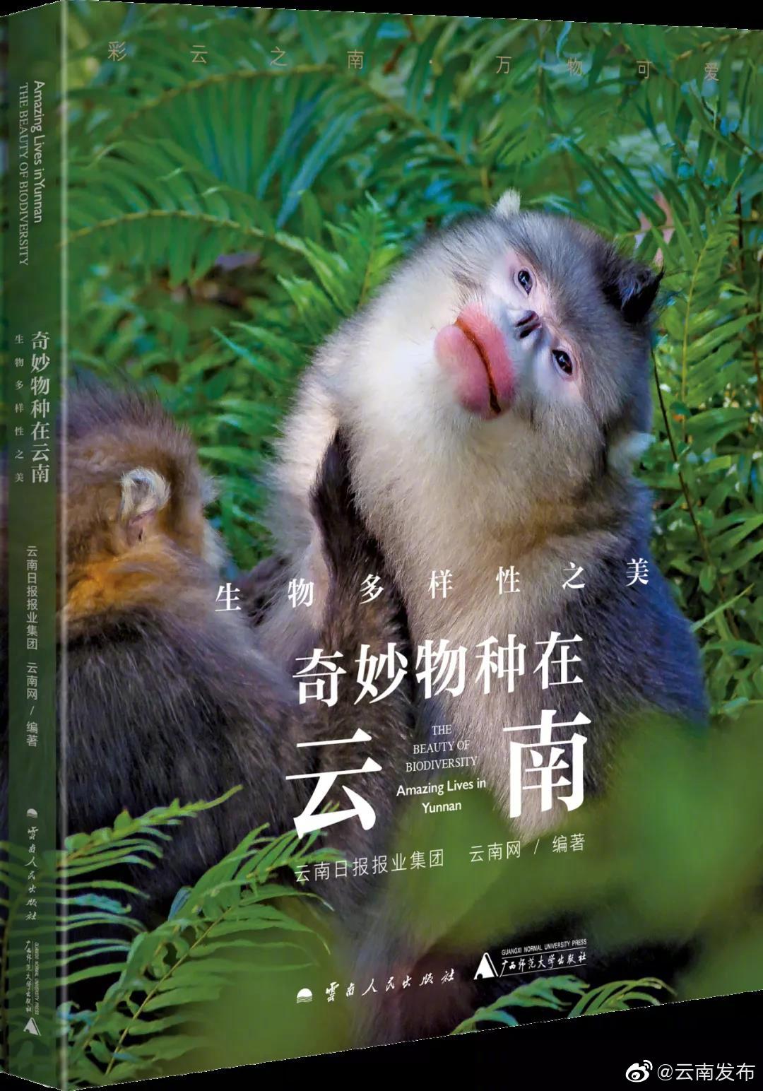“云南发布”微博
