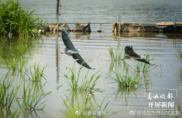 “昆明市西山区发布”微博
