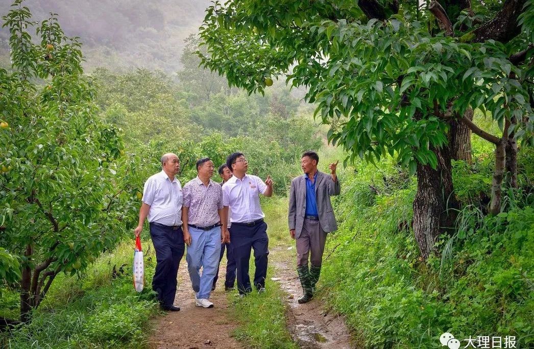 大理日报(微信)