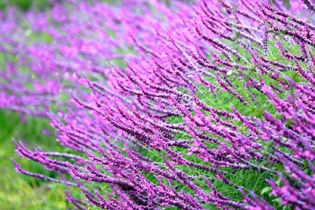 春城晚报(微信)