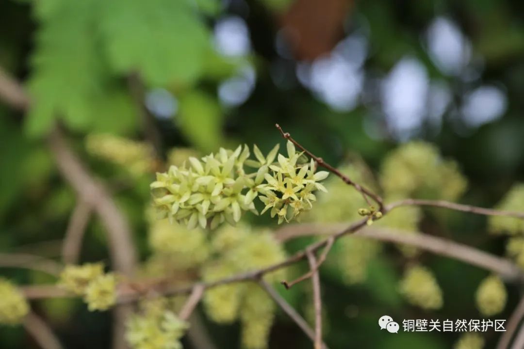 盘龙共青团(微信)