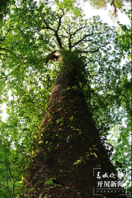 春城晚报(微信)