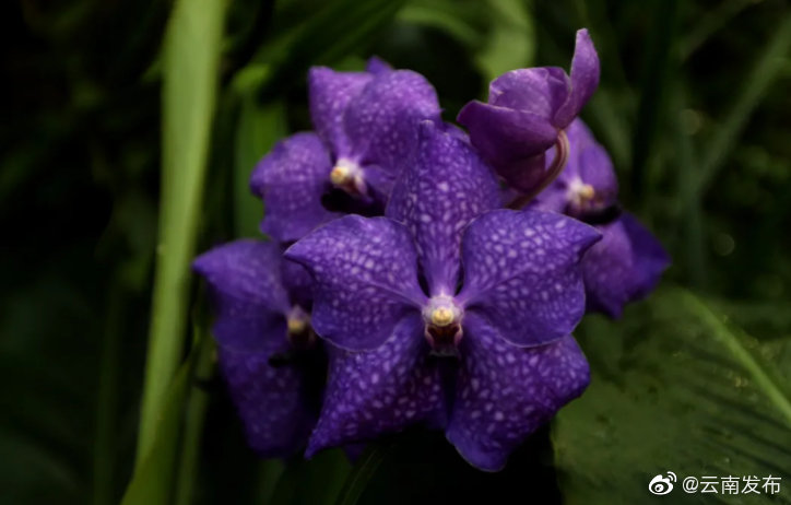 “云南发布”微博