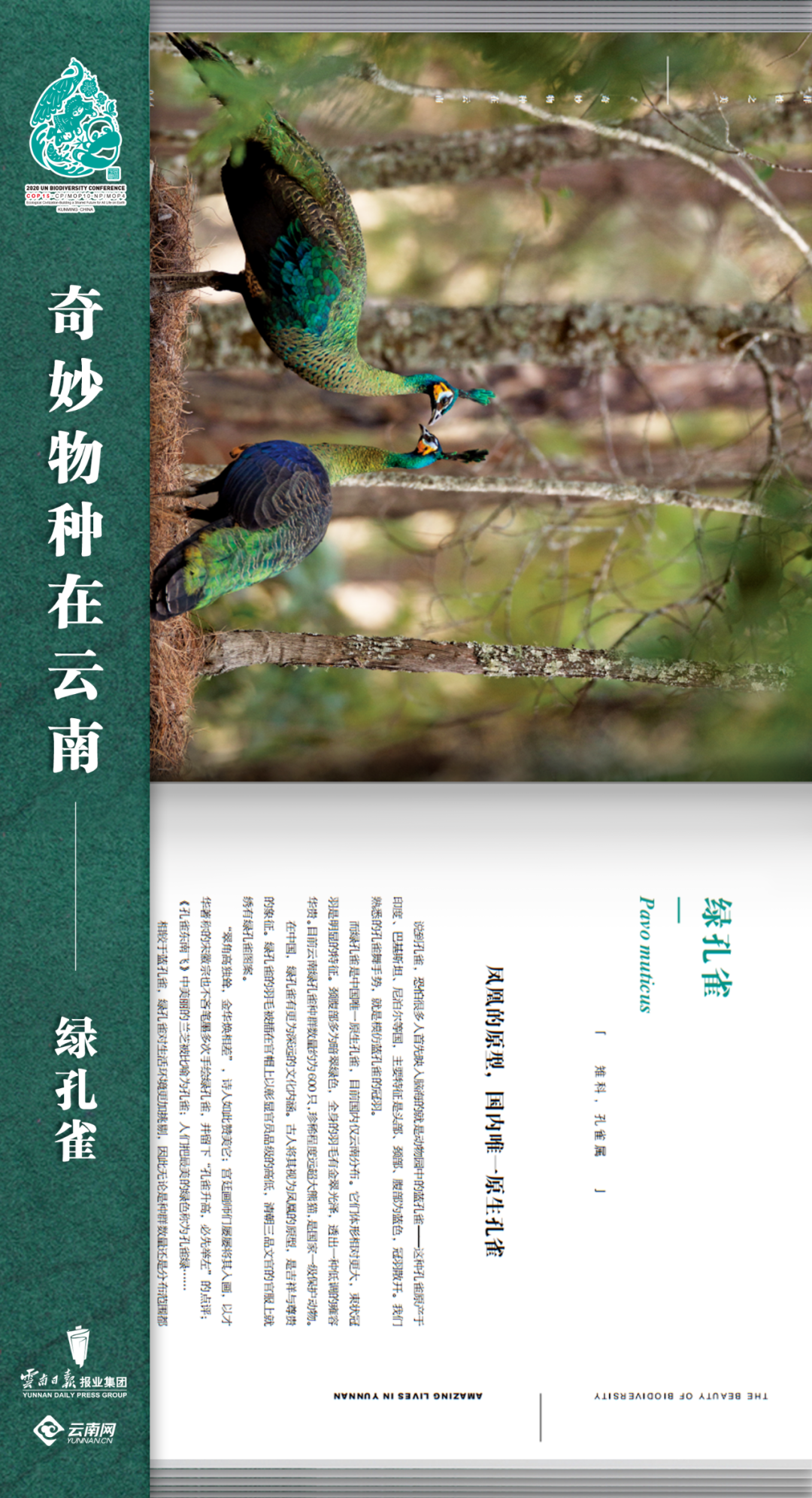 云南法制报(微信)