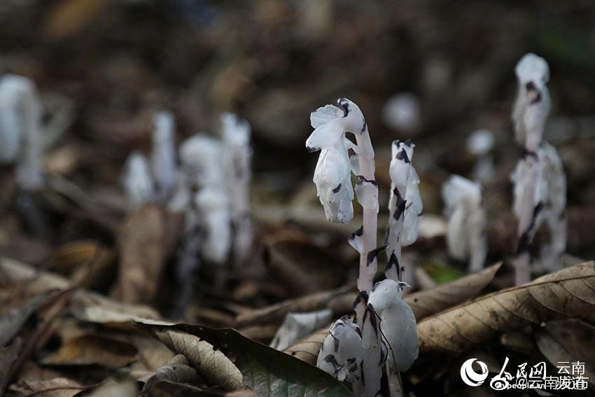 临沧耿马发现珍稀植物水晶兰