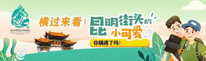 掌上春城(微信)