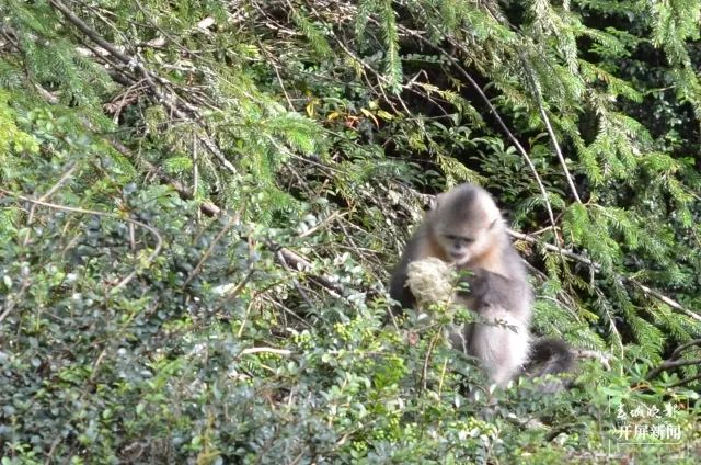 春城晚报(微信)