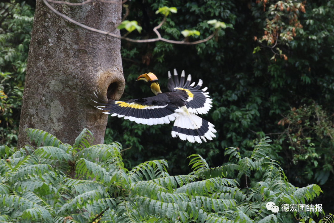 德宏团结报(微信)