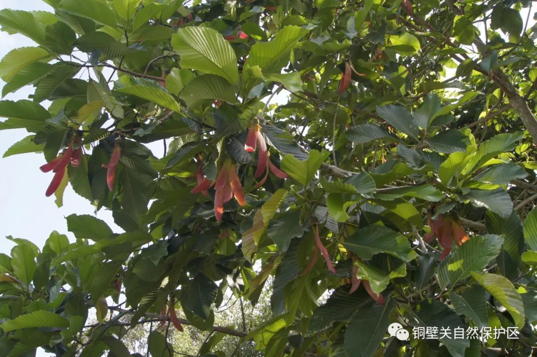 盘龙共青团(微信)