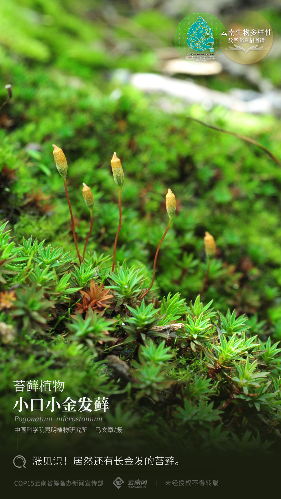 云南省人民政府网