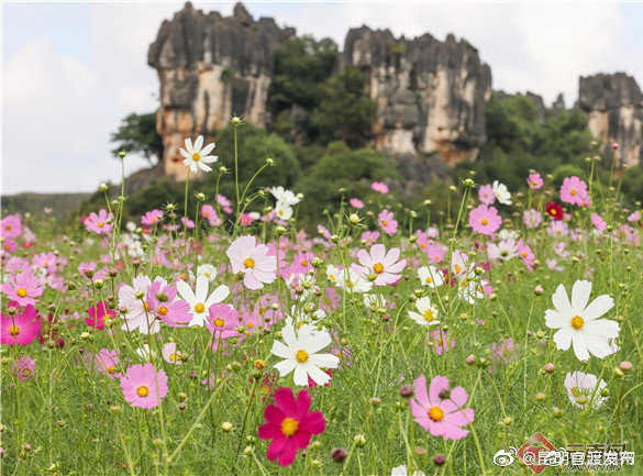 “昆明官渡发布”微博