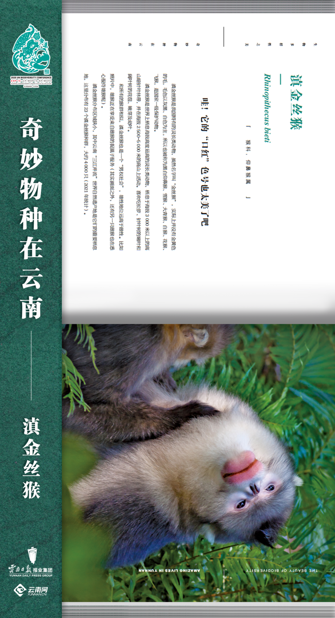 云南法制报(微信)