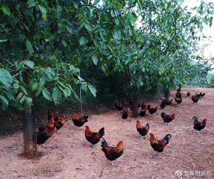 “嵩明发布”微博