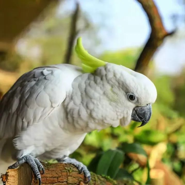 春城晚报(微信)