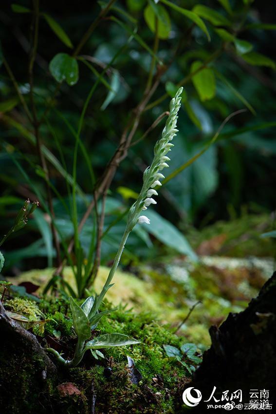 “云南发布”微博