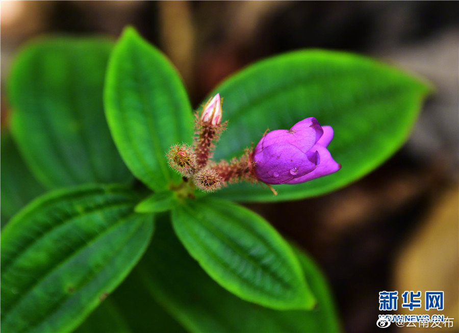 “云南发布”微博