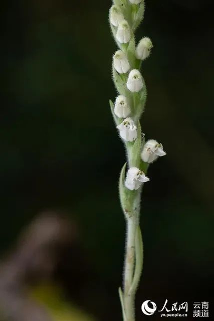 春城晚报(微信)
