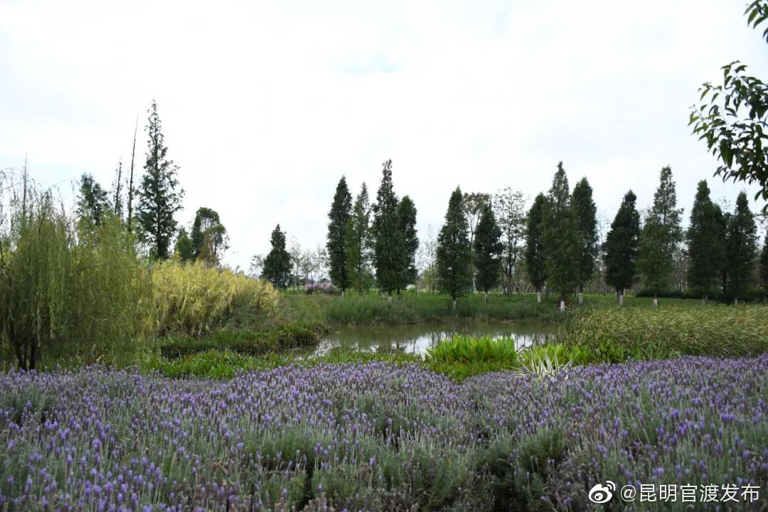 “昆明官渡发布”微博
