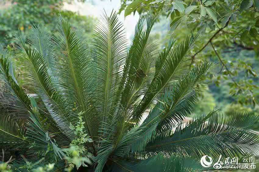 云南轿子山国家级自然保护区珍稀濒危物种攀枝花苏铁5年增加10倍