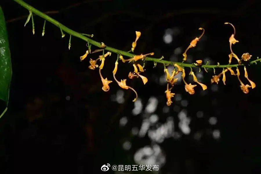 “昆明五华发布”微博
