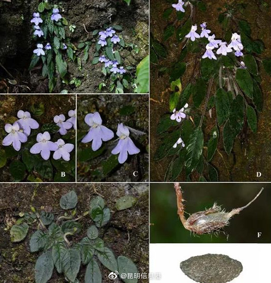 极危物种消失百年后在云南重现