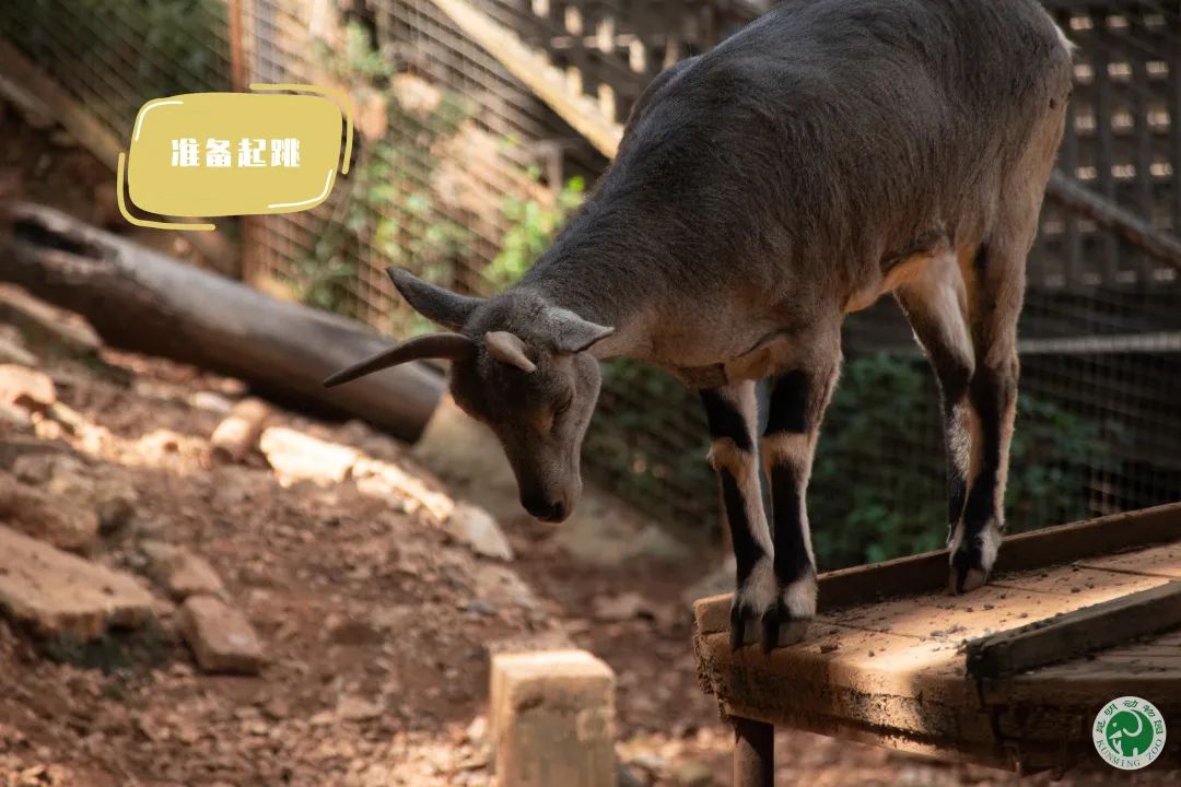 昆明动物园