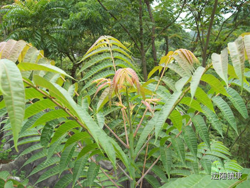 云南广播电视台(微信)