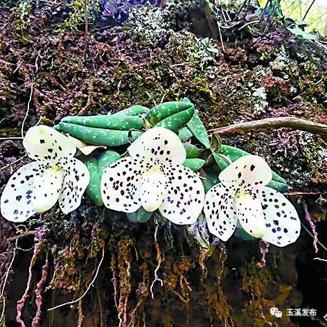 玉溪发布(微信)