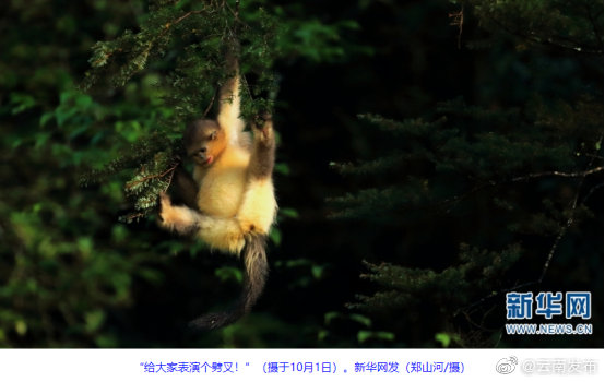 “云南发布”微博