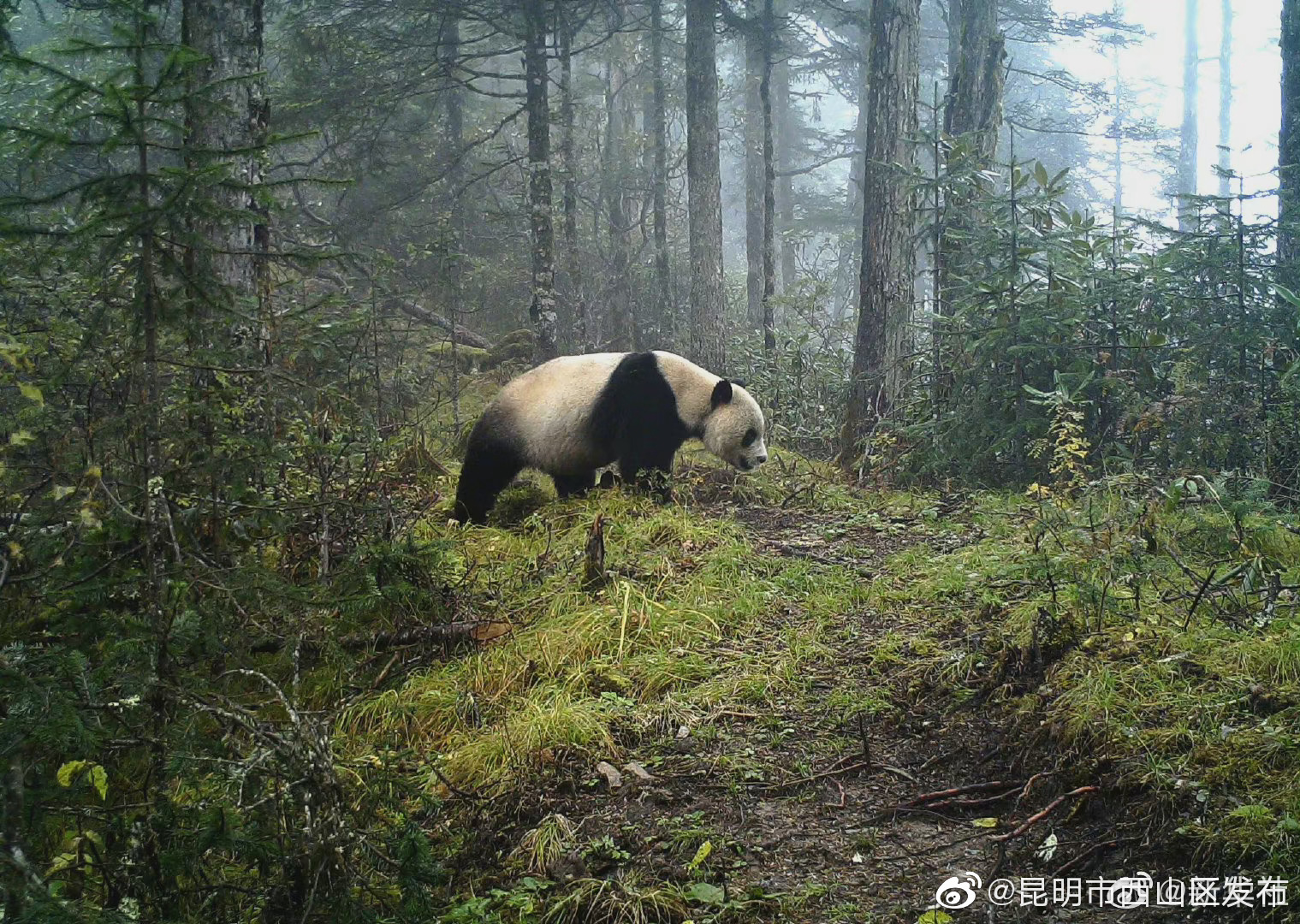 “昆明市西山区发布”微博