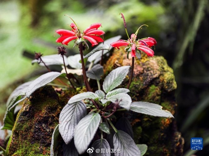 “昆明发布”微博