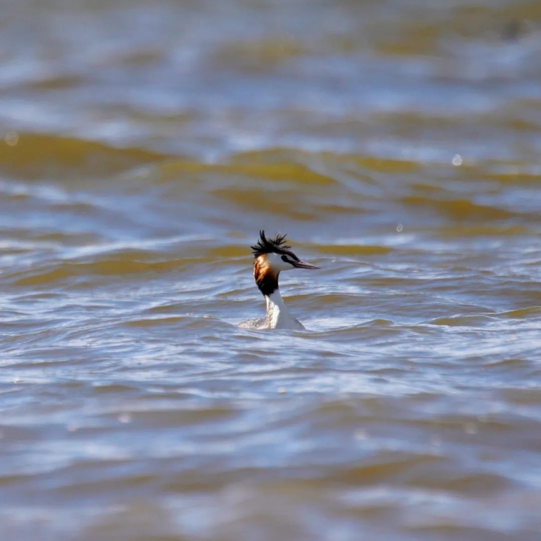 丽江日报(微信)