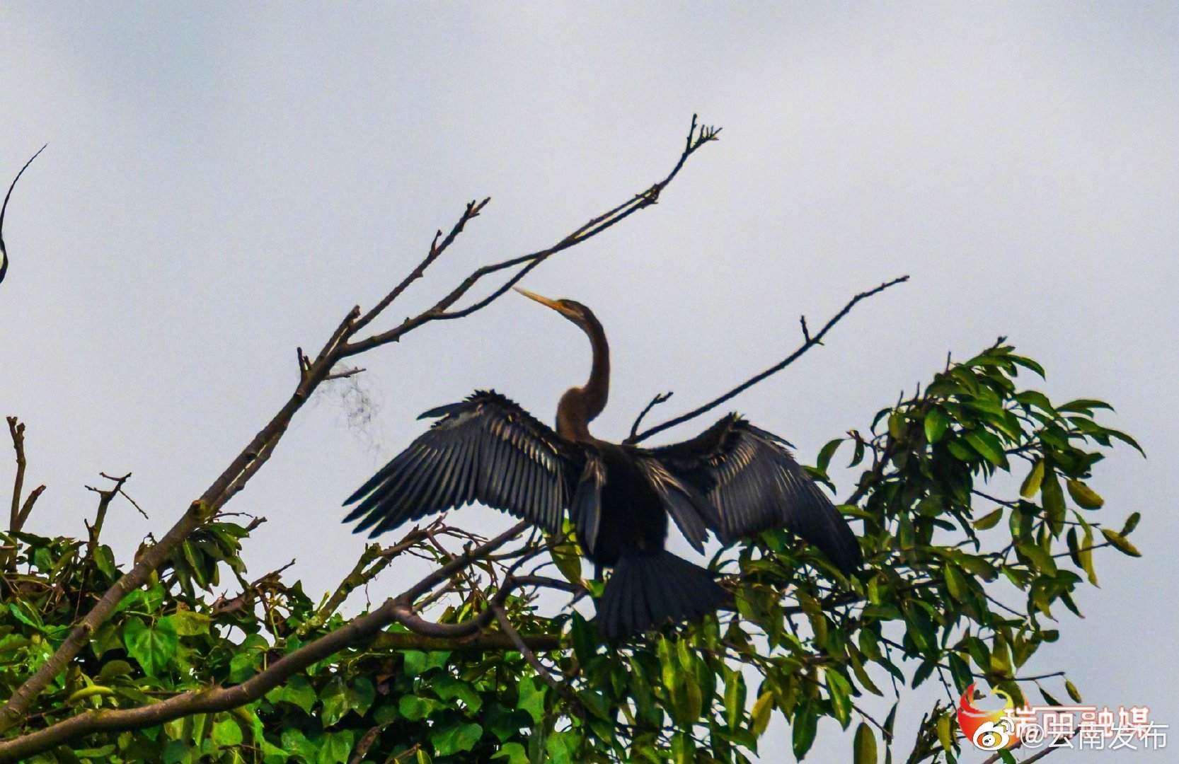 “云南发布”微博
