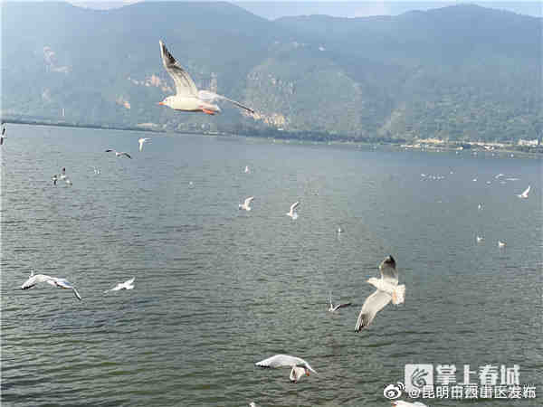 红嘴鸥到哪了？来了！1100余只红嘴鸥飞临滇池，还未靠岸