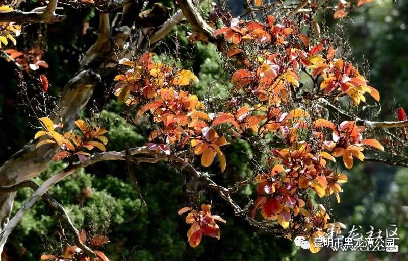 昆明市黑龙潭公园