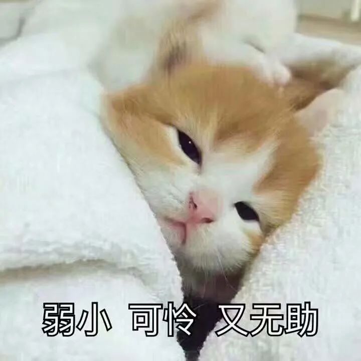 掌上春城(微信)