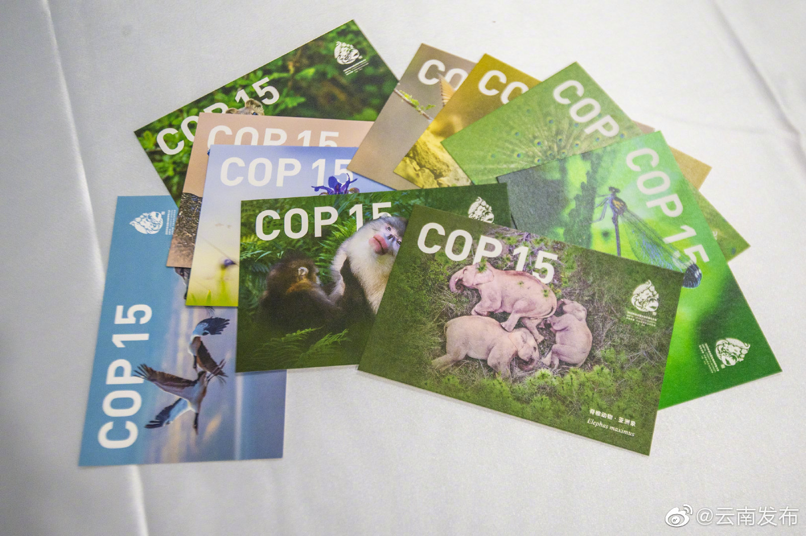 “云南发布”微博