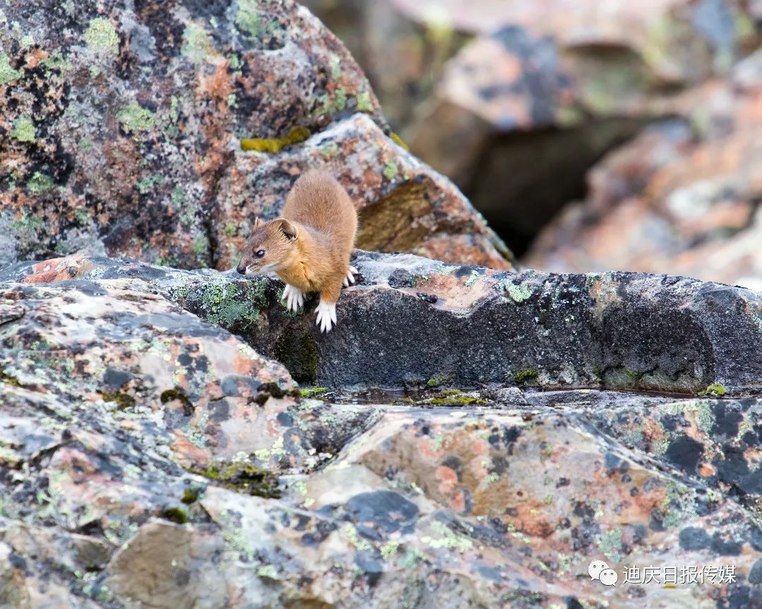 迪庆日报传媒(微信)