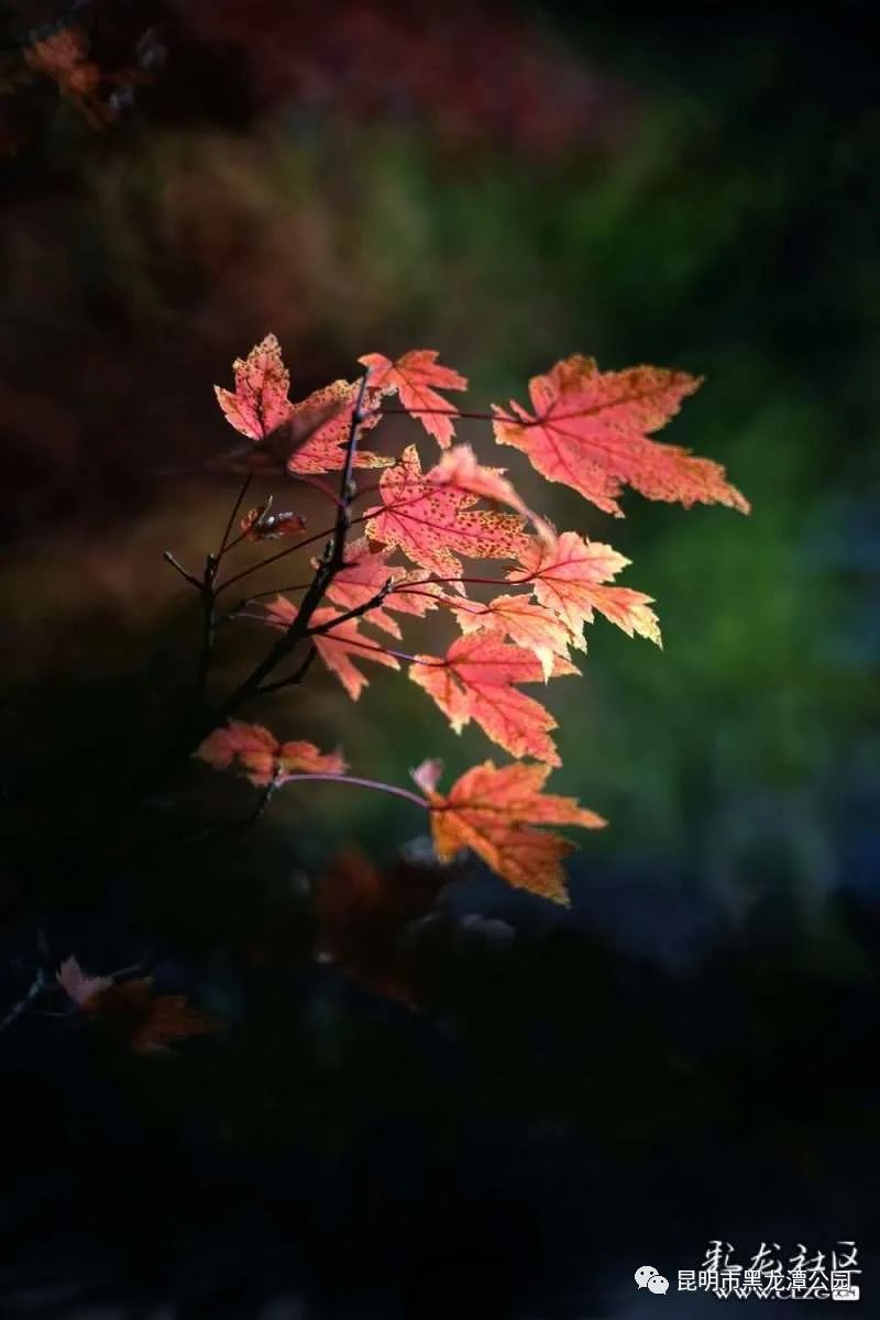 昆明市黑龙潭公园