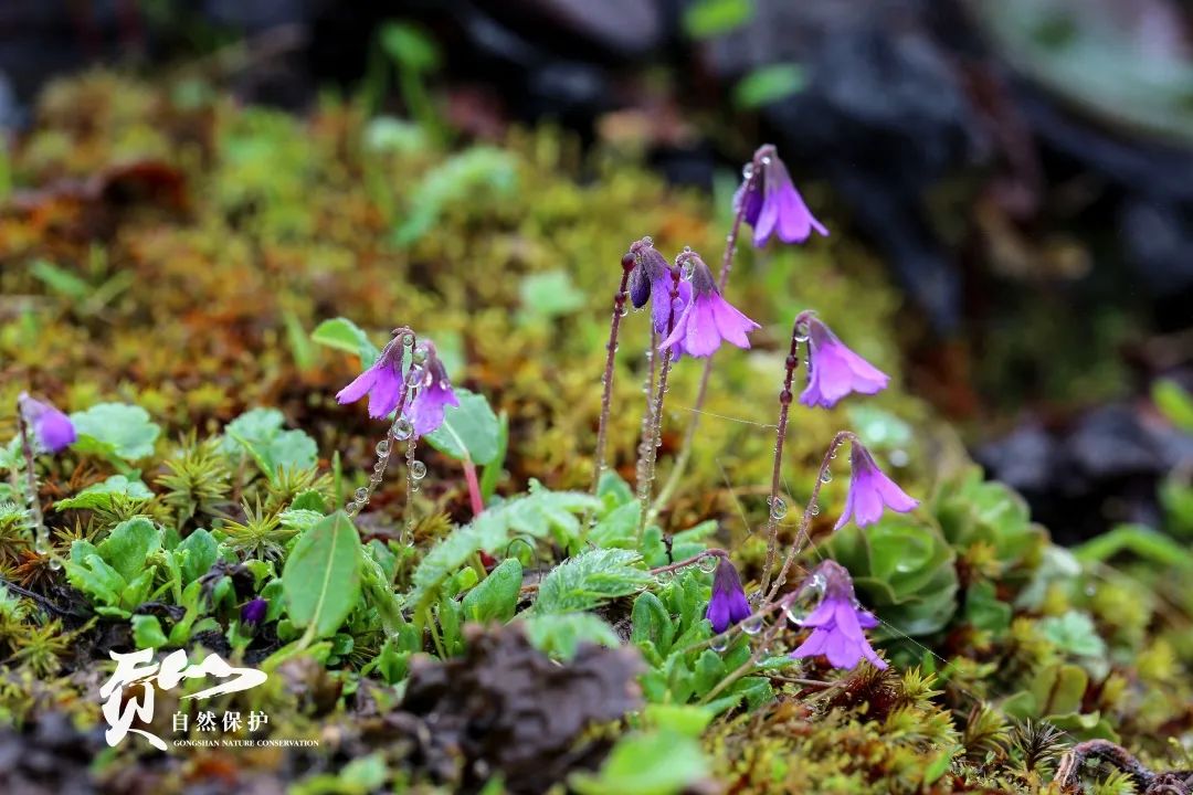 云南广播电视台(微信)