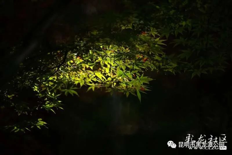 昆明市黑龙潭公园